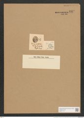 Cocconeis pacifica Grun. (de-Toni-Nr.: Genus 40, Species 1800) Zeichnungen Sammlung Grunow Nr. 3587 (NHMW-BOT-W0371177)